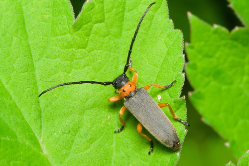 Phytoecia affinis