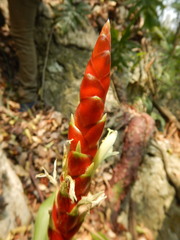 Tillandsia malzinei