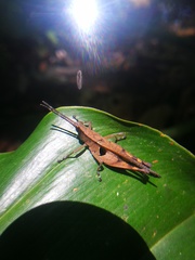Xiphiola cyanoptera