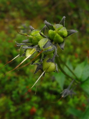 Mertensia paniculata paniculata