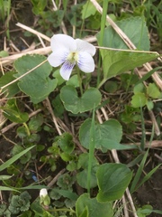 Viola pallens