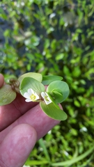 Bacopa rotundifolia