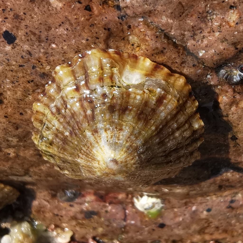 Mediterranean Limpet, photo 1 of 10