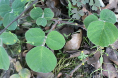 Desmodium rotundifolium