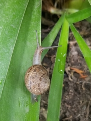 Cornu aspersum
