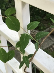 Lonicera sempervirens