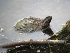 Sternotherus odoratus