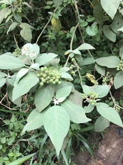 Solanum erianthum
