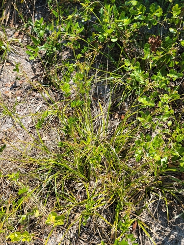 Image of Rhynchospora megalocarpa by (c) Jay Horn, some rights reserved (CC BY)