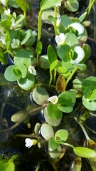 Bacopa rotundifolia