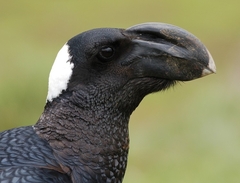 Thick-Billed Raven photo 3
