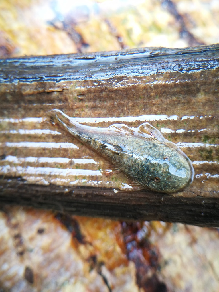 Smalleye rubbernose (Chaetostoma microps) — Loricariidae