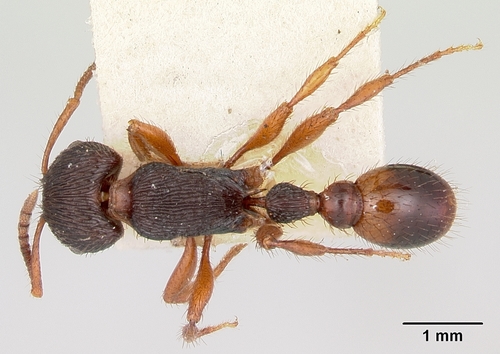 诡诈须蚁Pogonomyrmex saucius