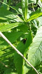 Chrysopilus thoracicus