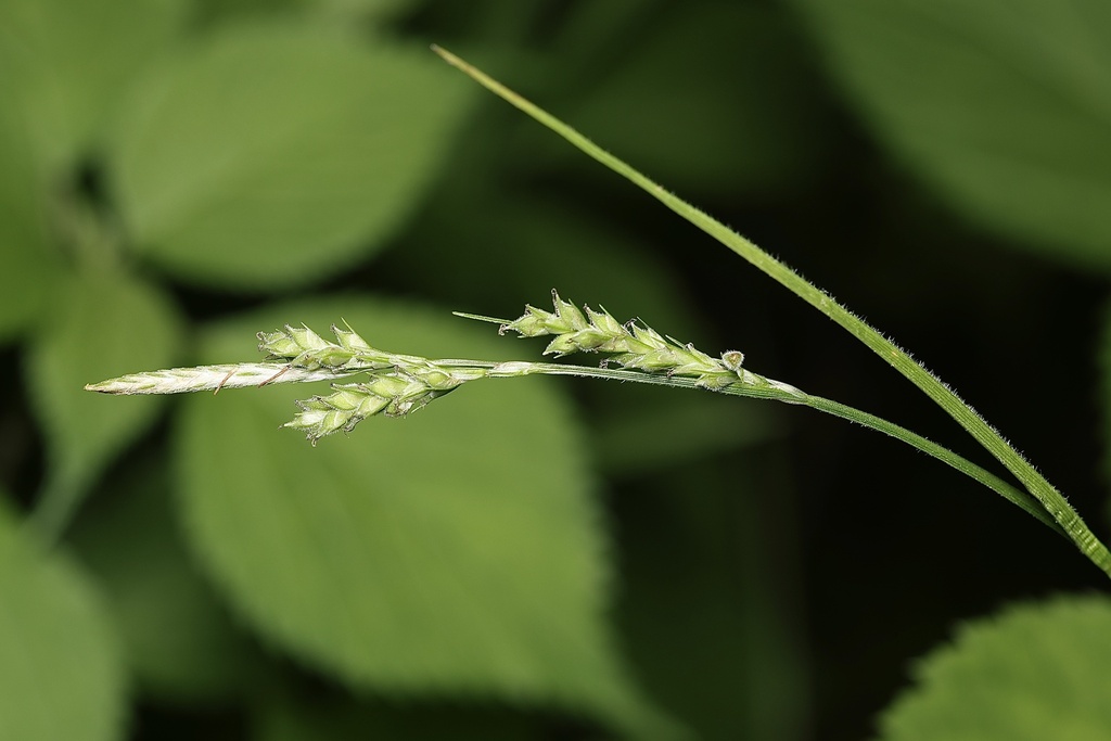 hairy sedge