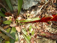Tillandsia malzinei