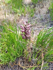 Anacamptis coriophora fragrans