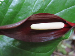 Anthurium caramantae