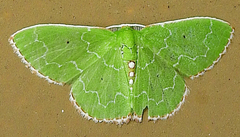 Synchlora irregularia