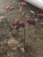 Chorizanthe staticoides