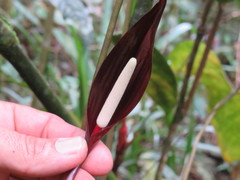 Anthurium caramantae