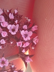 Chorizanthe staticoides