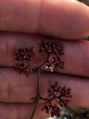 Chorizanthe staticoides