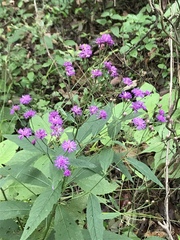 Vernonia greggii