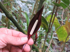 Anthurium caramantae