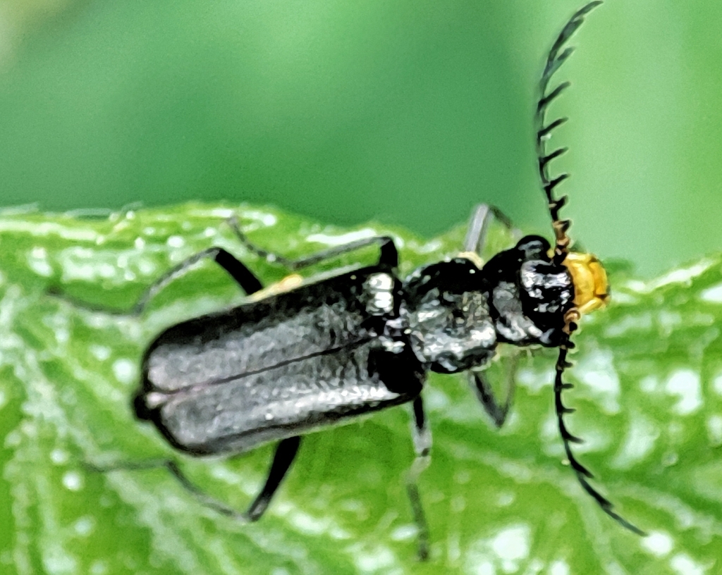 Haplomalachius hispanus