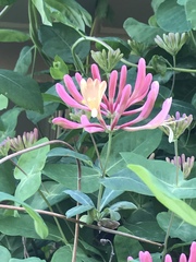 Lonicera sempervirens