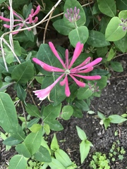 Lonicera sempervirens