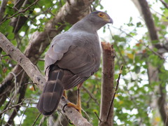 Accipiter bicolor