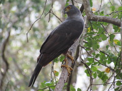 Accipiter bicolor
