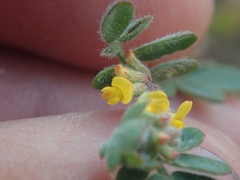 Acmispon micranthus