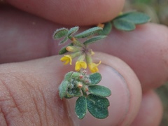 Acmispon micranthus