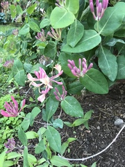 Lonicera sempervirens