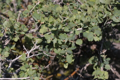 Quercus john-tuckeri