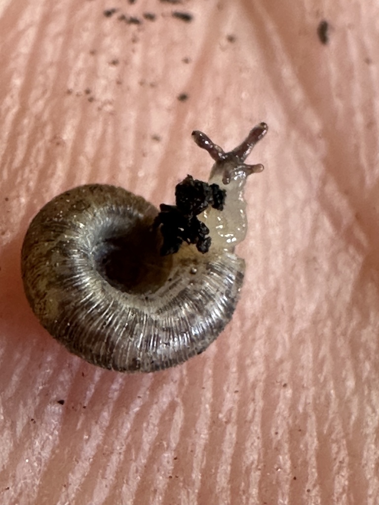 ribbed lancetooth