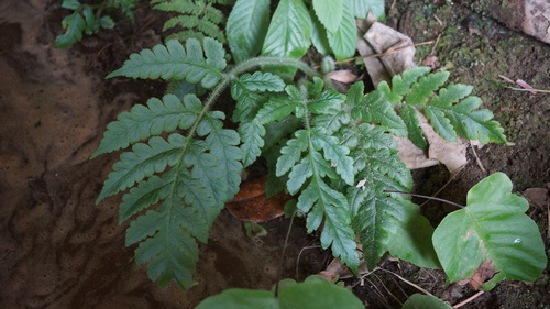 Tomato fern (Lonchitis hirsuta)