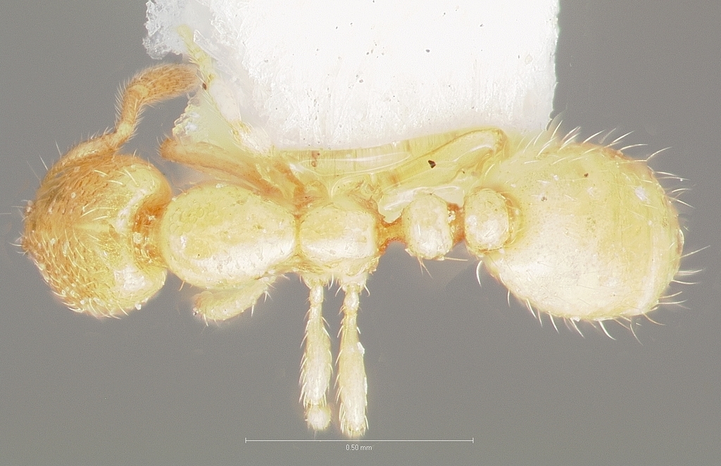 Solenopsis salina
