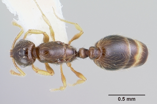 Solenopsis gnomaSolenopsis gnoma