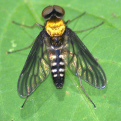 Chrysopilus thoracicus