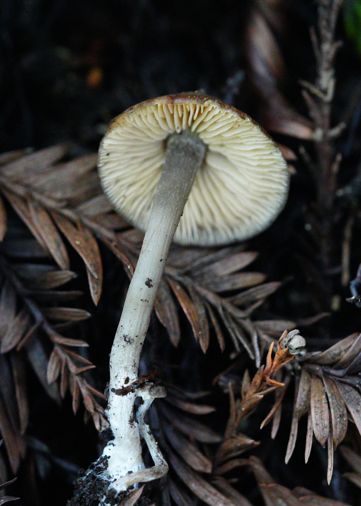 Clitopilus sp. 'CA09'