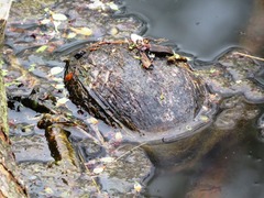 Sternotherus odoratus