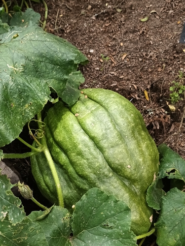 Cucurbita maxima