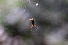 Micrathena nigrichelis