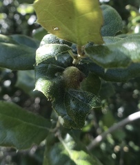 Callirhytis perfoveata