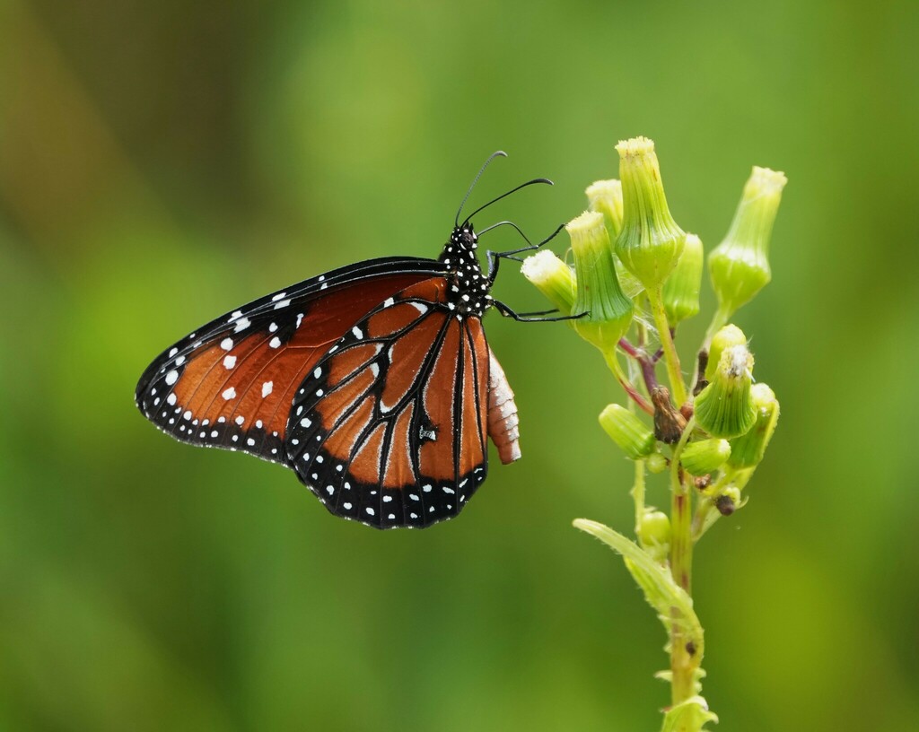queen-from-kissimmee-prairie-preserve-state-park-33104-nw-192nd-ave