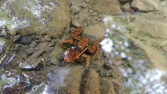 Leucostethus fraterdanieli
